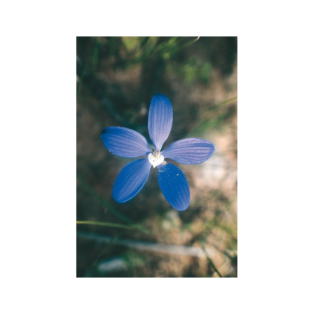 Esencia única Australian Living - Orquídea China Azul (Cyanicula gemmata) 15 ml