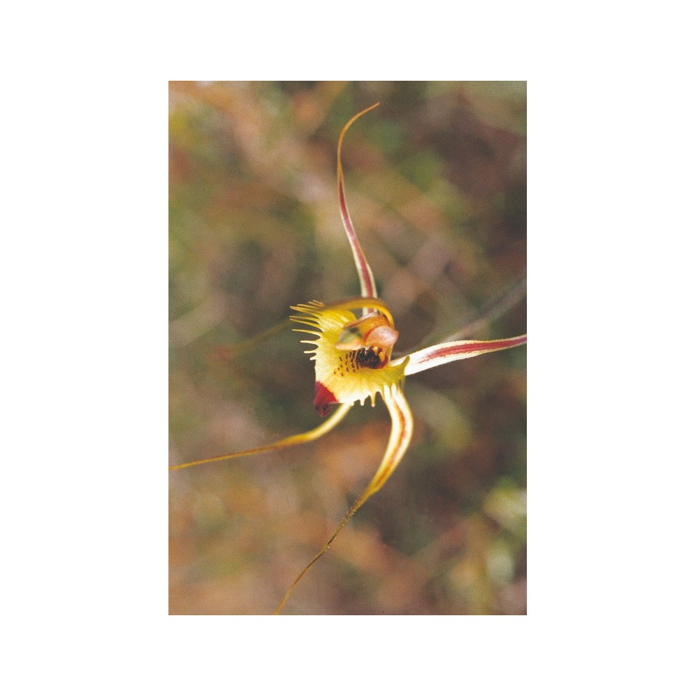 Essenza Singola Australian Living - Fringed Mantis Orchid (Caladenia falcata) 15 ml