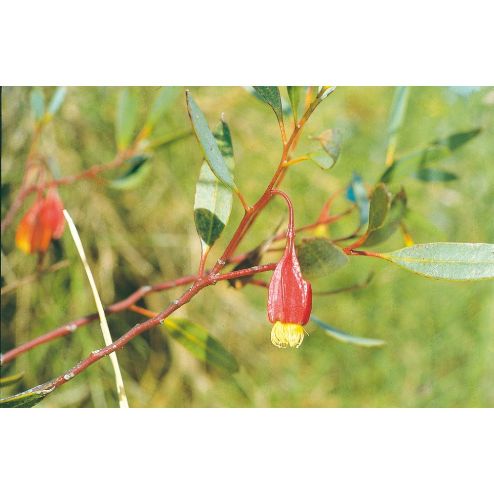 Esencia única Australian Living - Goma fucsia (Eucalyptus forrestiana) 15 ml