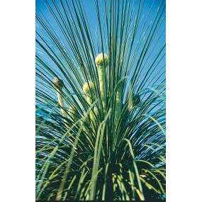 Esencia única de Australian Living - Diosa Grasstree (Kingia argentia) 15 ml
