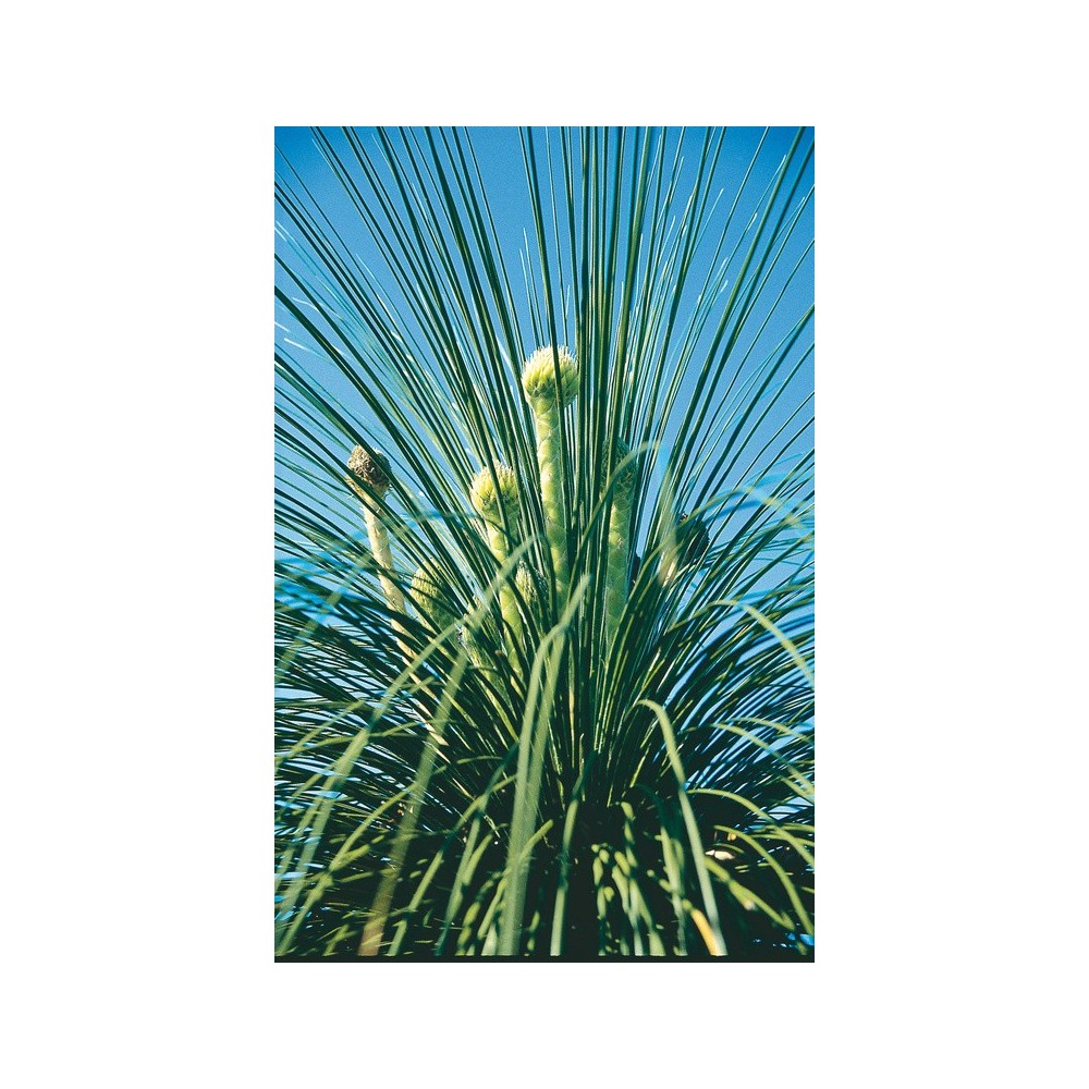 Esencia única de Australian Living - Diosa Grasstree (Kingia argentia) 15 ml