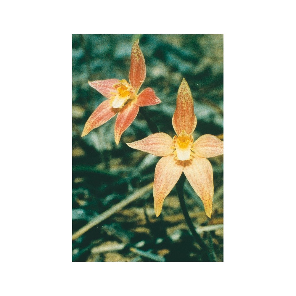 Australian Living Single Essence - Hybrid Pink Fairy (Caladenia latifolia) 15 ml