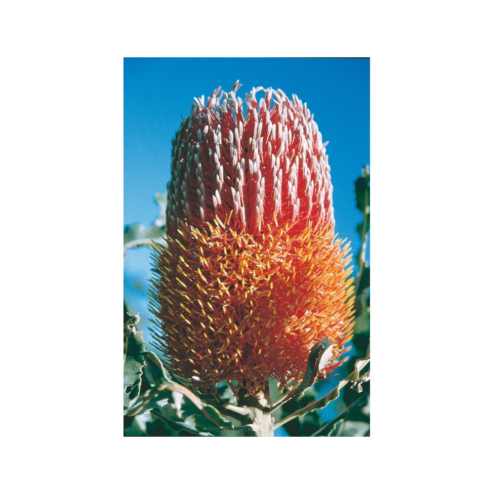 Australian Living Single Essence – Menzies Banksia (Banskia menziesii) 15 ml