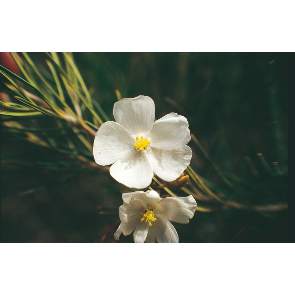 Esencia única de Australian Living - Drosera pálida (Dorsera pallida) 15 ml