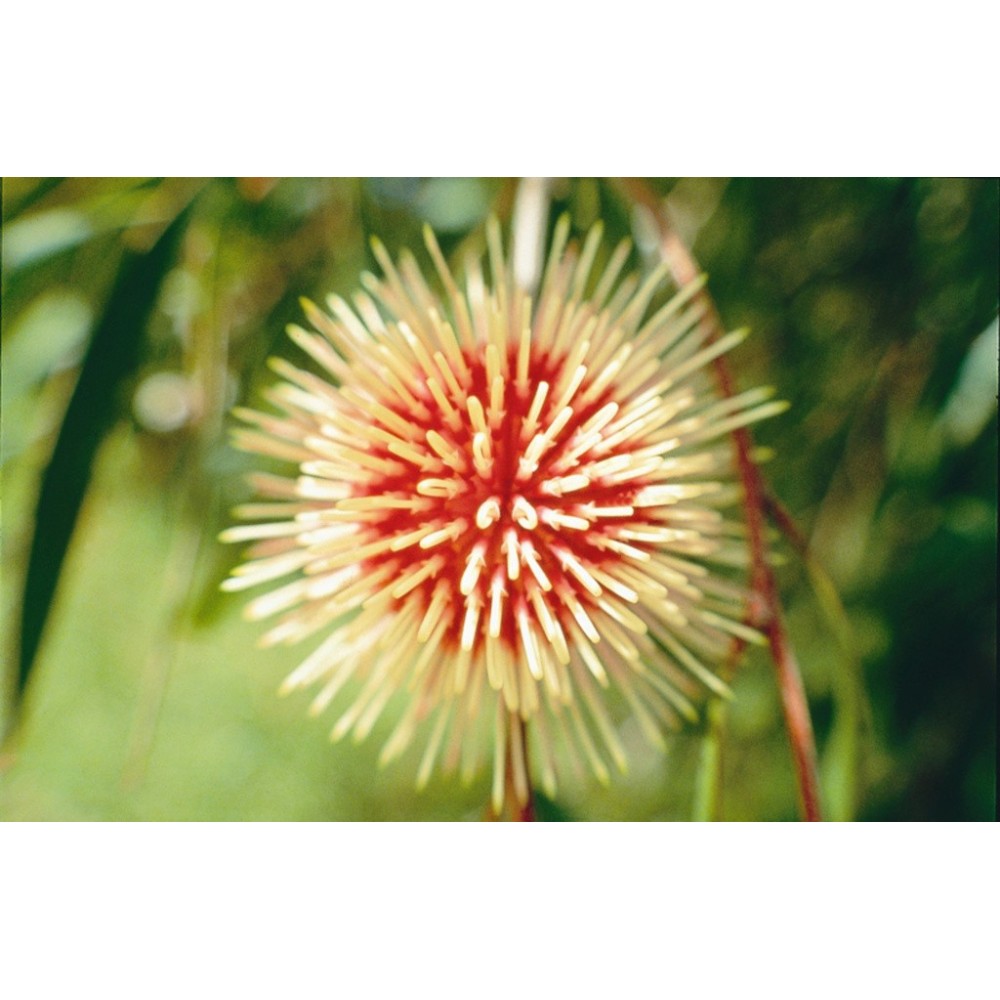 Esencia única de Australian Living - Alfiletero Hakea (Hakea laurina) 15 ml