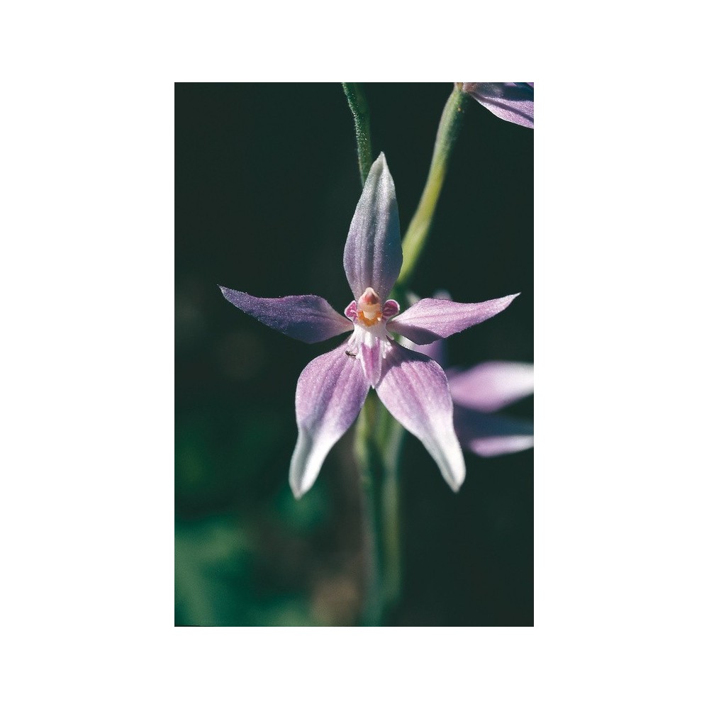 Australian Living Single Essence - Orchidée Fée Rose (Caladenia latifolia) 15 ml