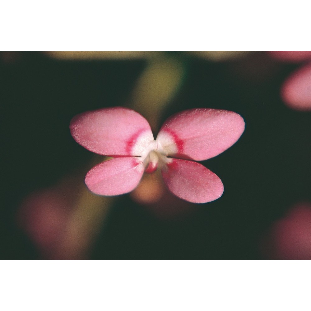 Australian Living Single Essence - Pink Fountain Triggerplant (Stylidium bulbiferum) 15 ml