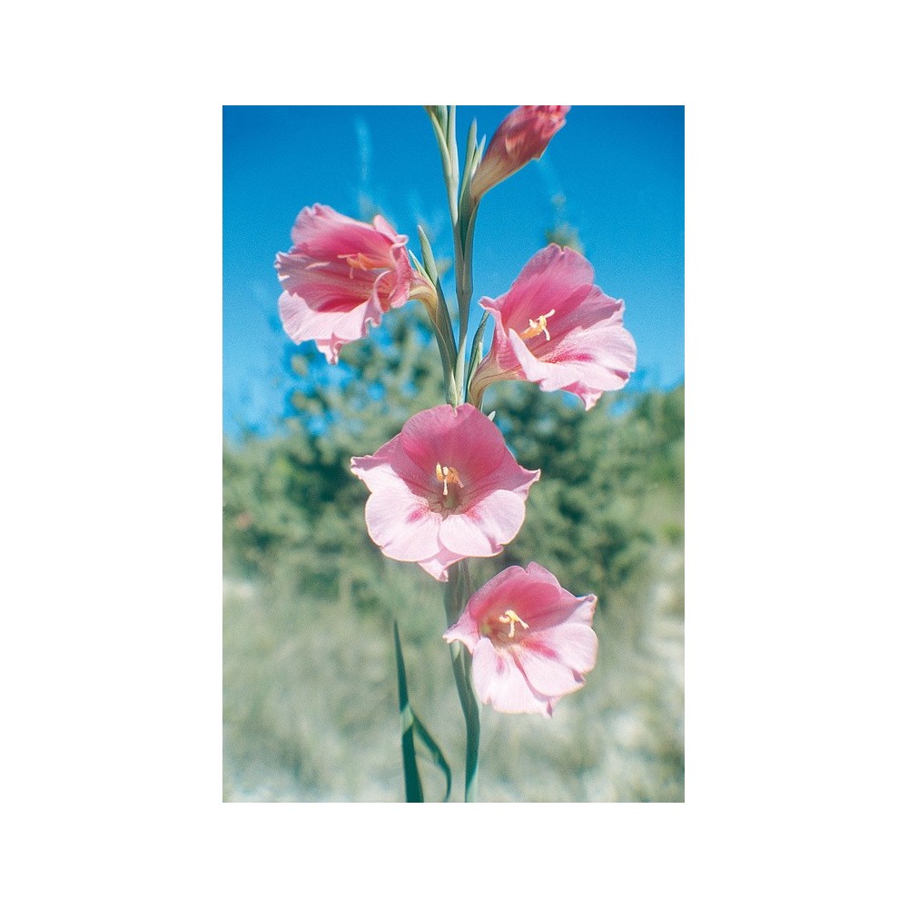 Australian Living Single Essence - Pink Trumpet Flower (Gladiolus caryophyllaceus) 15 ml