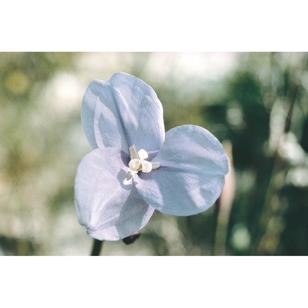 Esencia única Australian Living - Flor de Bandera Púrpura (Patersonia Occidentalis) 15 ml