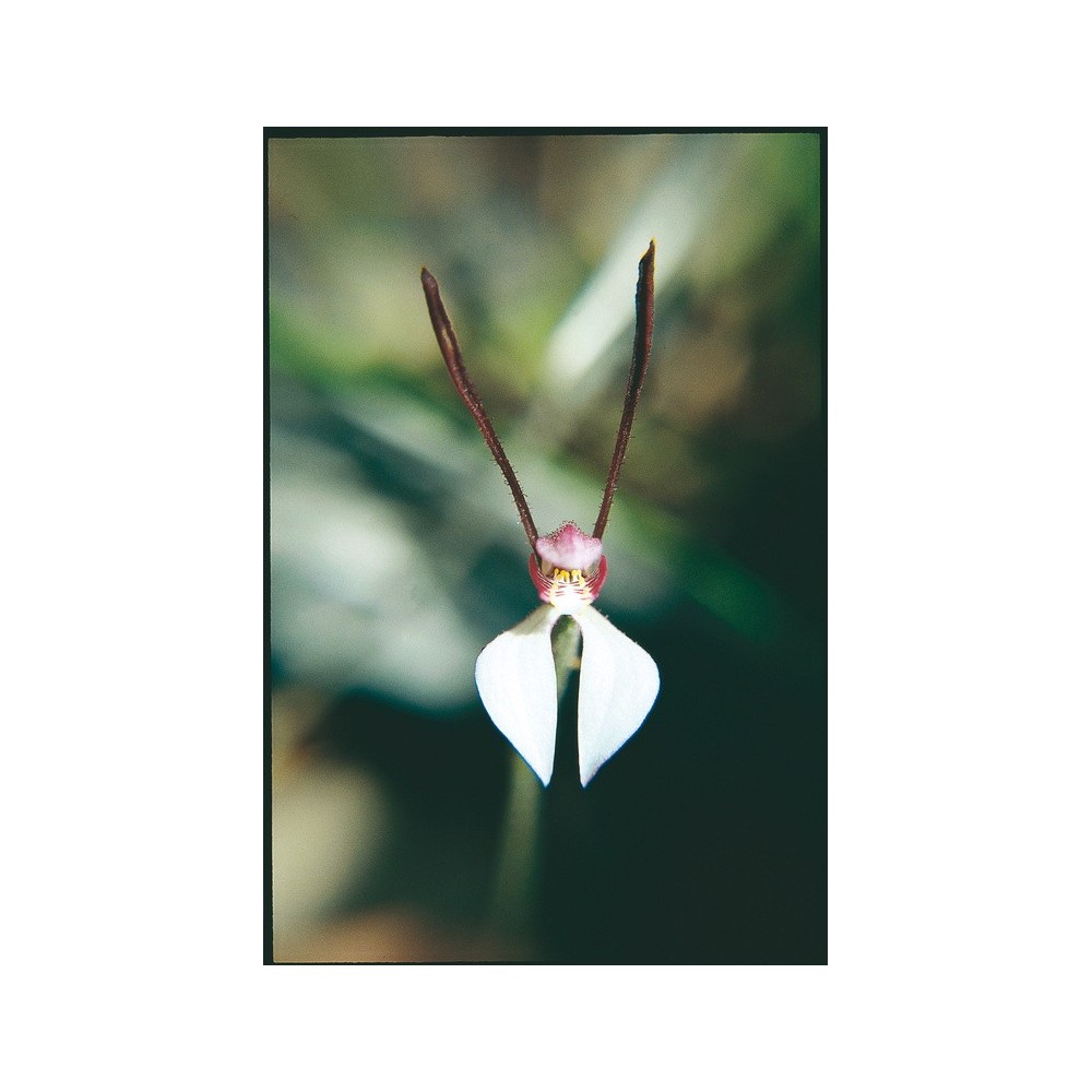 Australian Living Single Essence - Rabbit Orchid (Caladenia menziesii) 15 ml