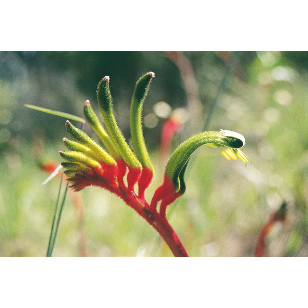 Esencia única de Australian Living - Pata de canguro roja y verde (Anigozanthos manglesii) 15 ml