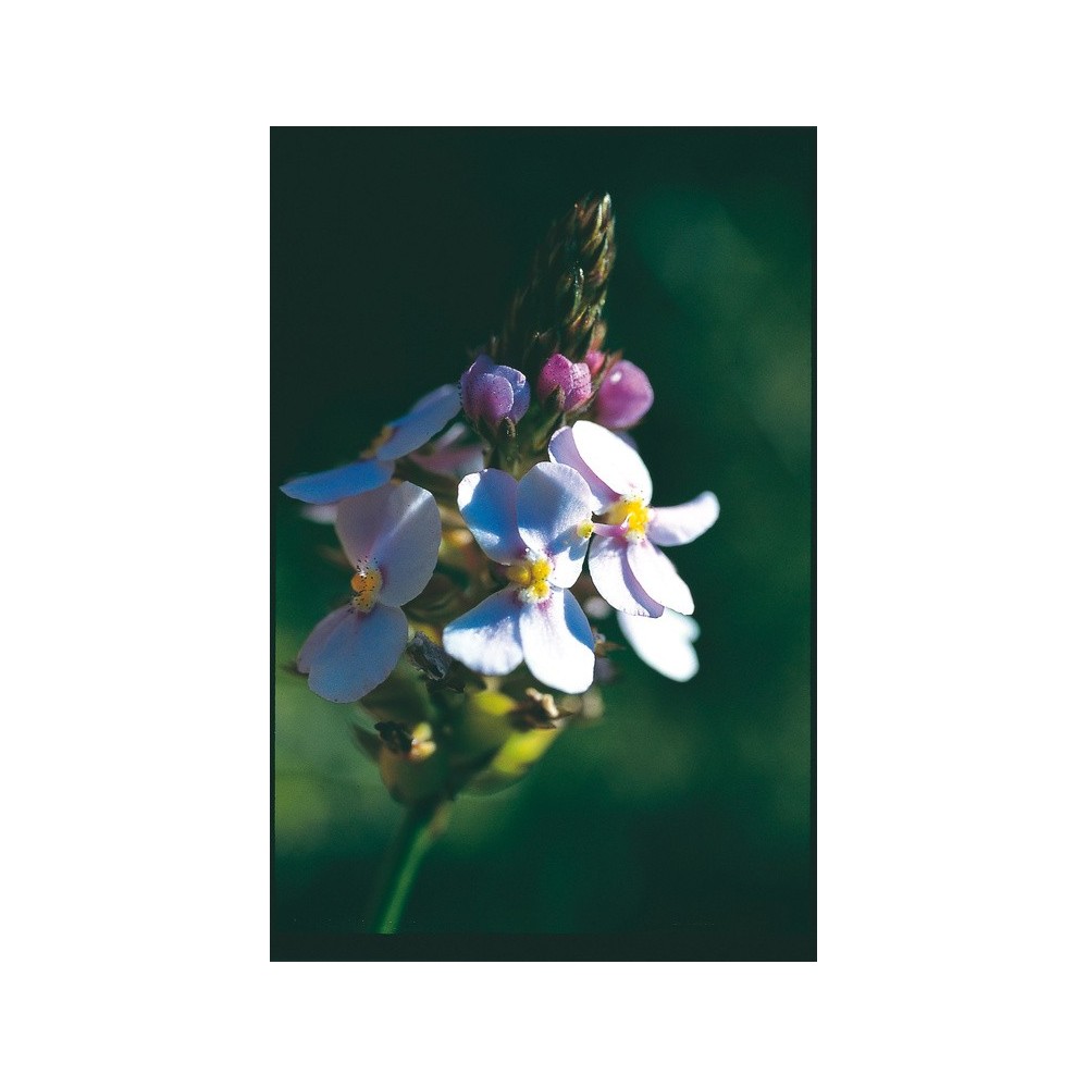 Australian Living Single Essence - Plante déclencheur de roseau (Stylidium junceum) 15 ml