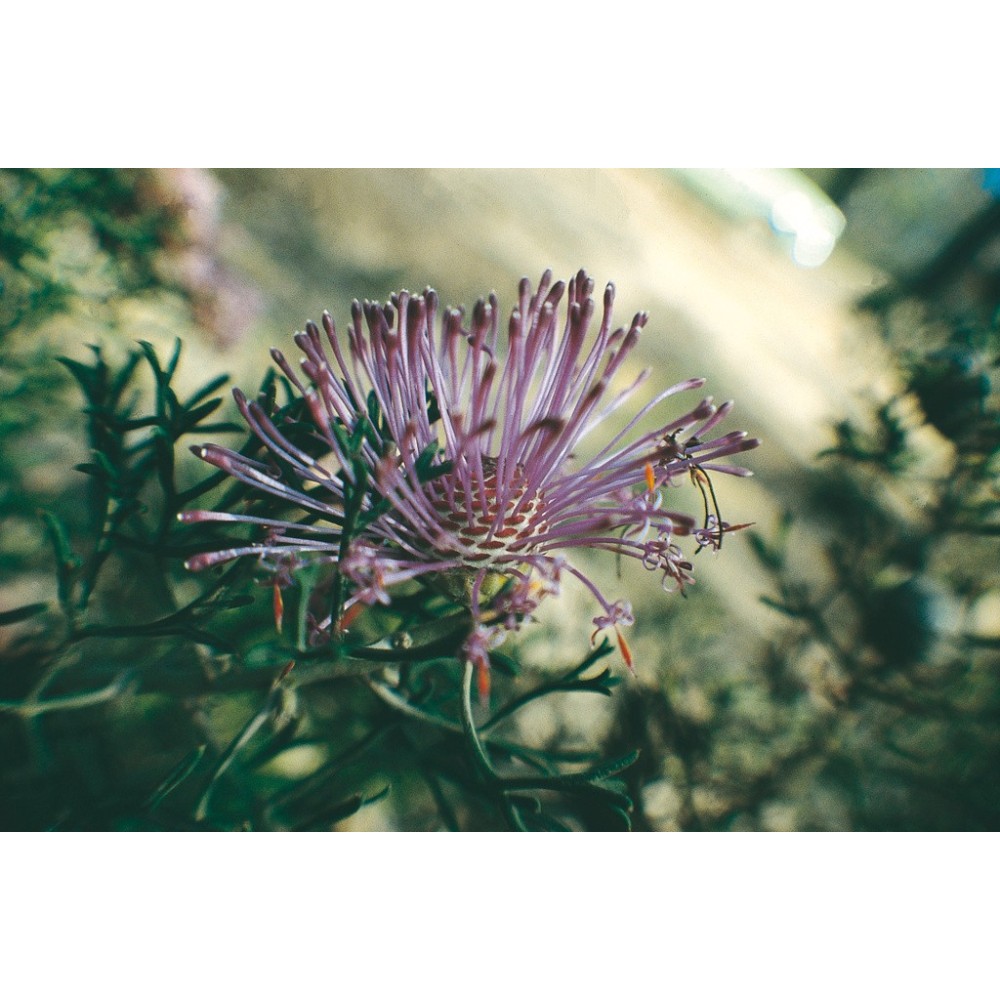 Australian Living Single Essence - Échinacée rose (Isopogon formosus) 15 ml