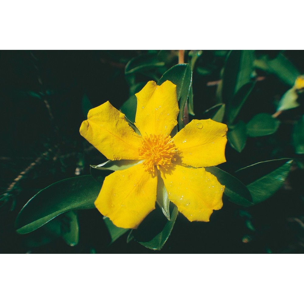 Australian Living Single Essence – Schlangenranke (Hibbertia scandens) 15 ml