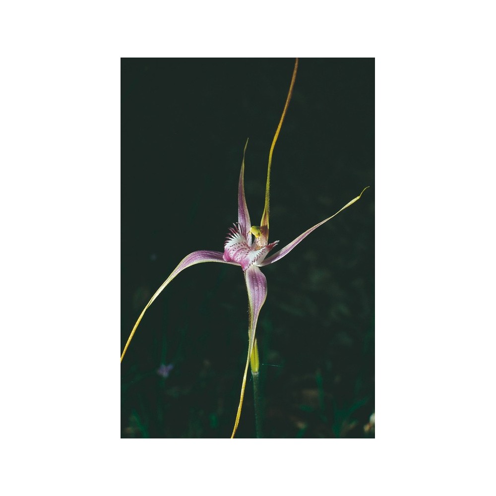 Australian Living Single Essence - Start's Spider Orchid (Caladenia starteorum) 15 ml