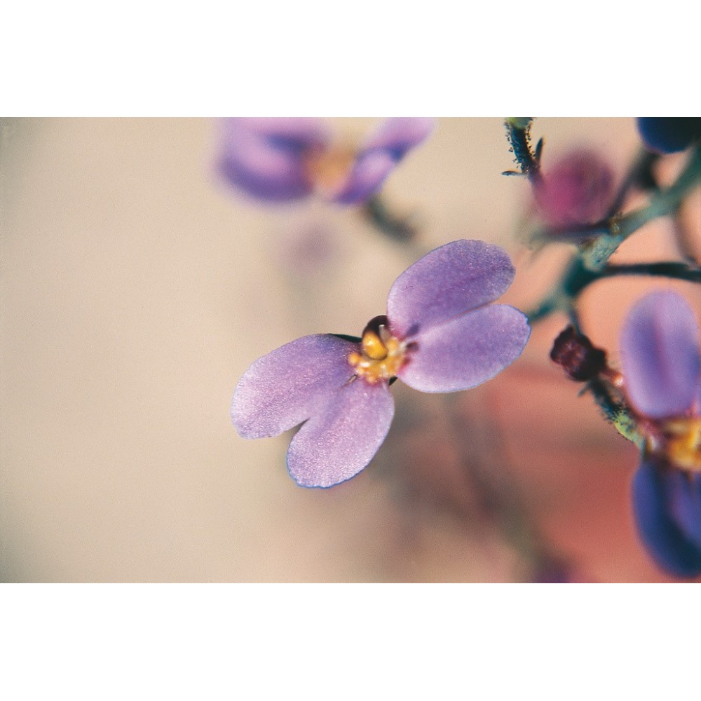 Australian Living Single Essence - Papillon Violet (Stylidium maitlandianum) 15 ml