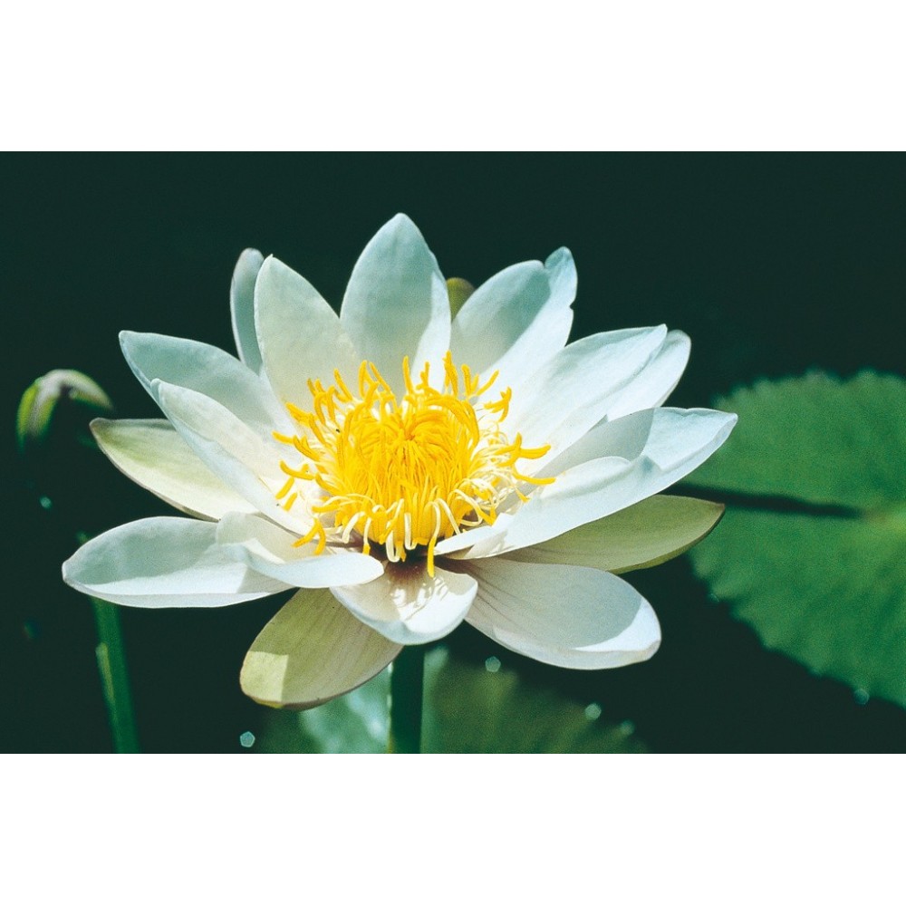 Australian Living Single Essence - White Nymph Waterlily (Nymphaea violeacea) 15 ml)