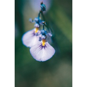 Bluebell Flower Essence – Pacific Essences