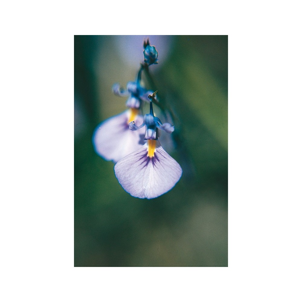 Australian Living Single Essence - Wild Violet (Hybathus calycinus) 15 ml