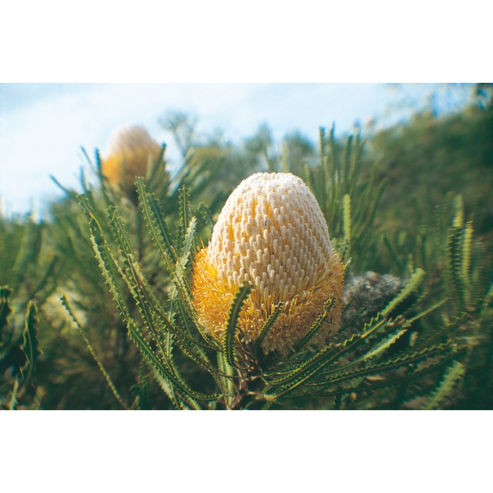 Esencia única Australian Living - Banksia lanuda (Banksia hookeriana) 15 ml