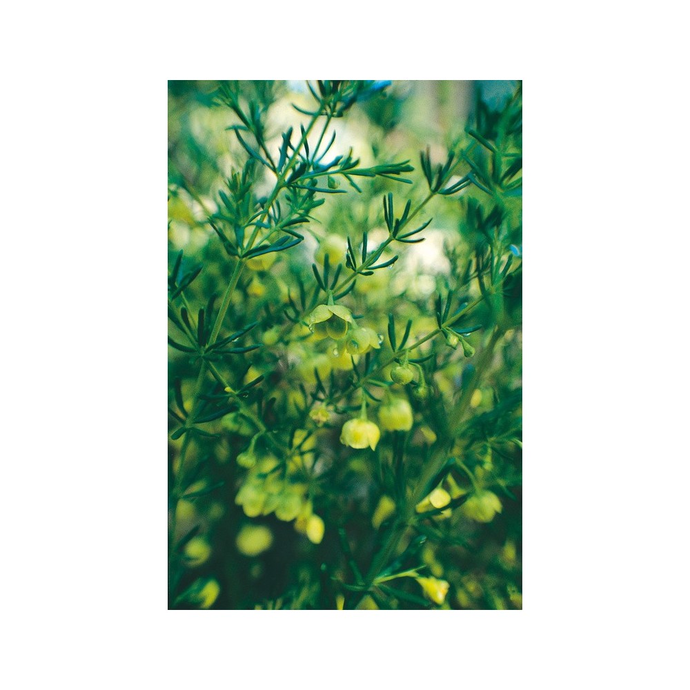 Australian Living Single Essence - Yellow Boronia (Megastigma lutea) 15 ml