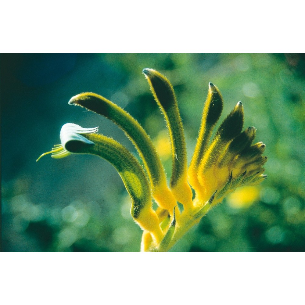 Australian Living Single Essence - Yellow & Green Kangaroo Paw (Anigozanthos manglesii) 15 ml