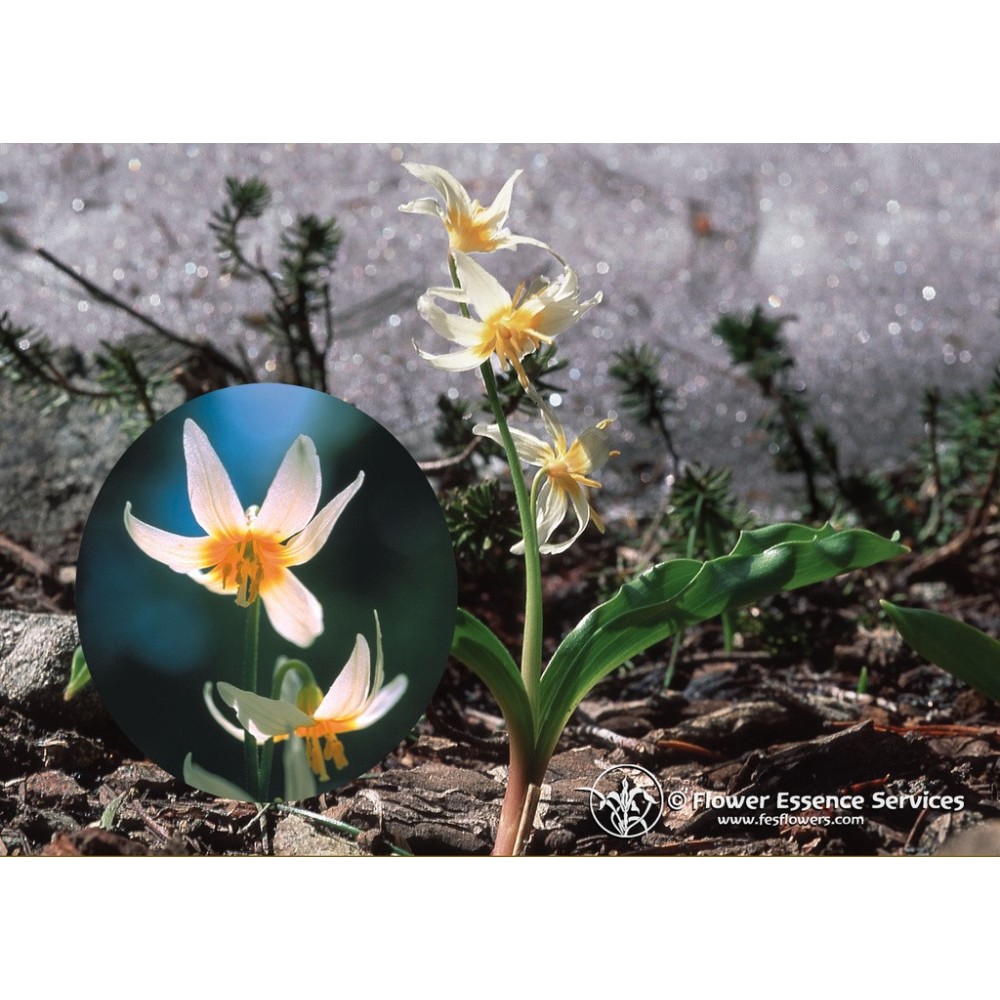 Essenza Singola Californiana FES - Fawn Lily (Erythronium purpurascens) 7,4 ml