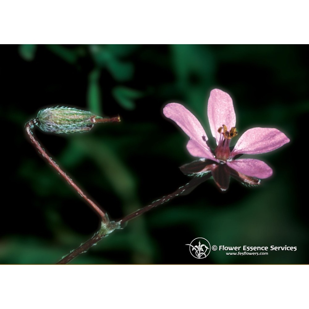 Esencia única californiana FES - Filaree (Erodium cicutarium) 7,4 ml