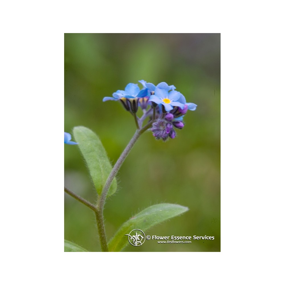 Essence unique californienne FES - Ne m'oubliez pas (Myosotis sylvatica) 7,4 ml