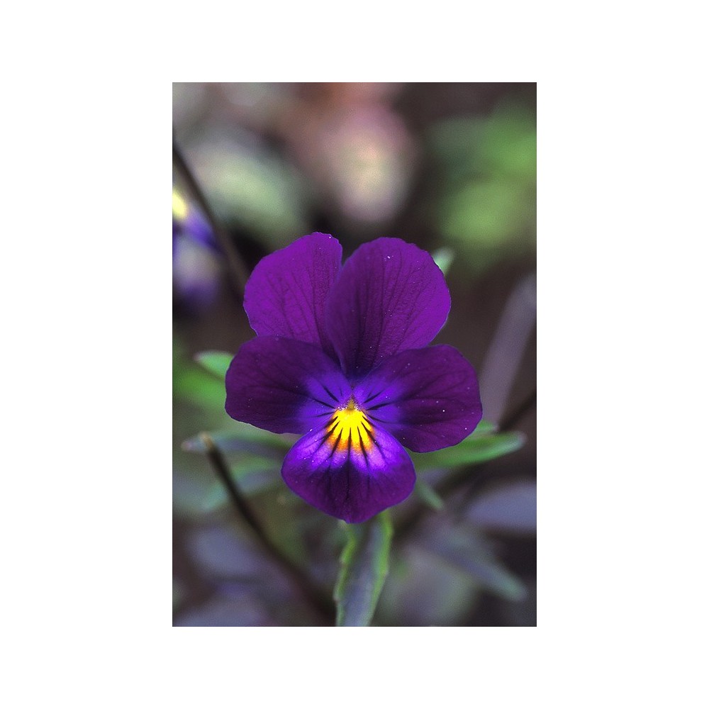 Essenza Singola dell'Alaska - Blue Elf Viola (Viola sp.) 7,4 ml