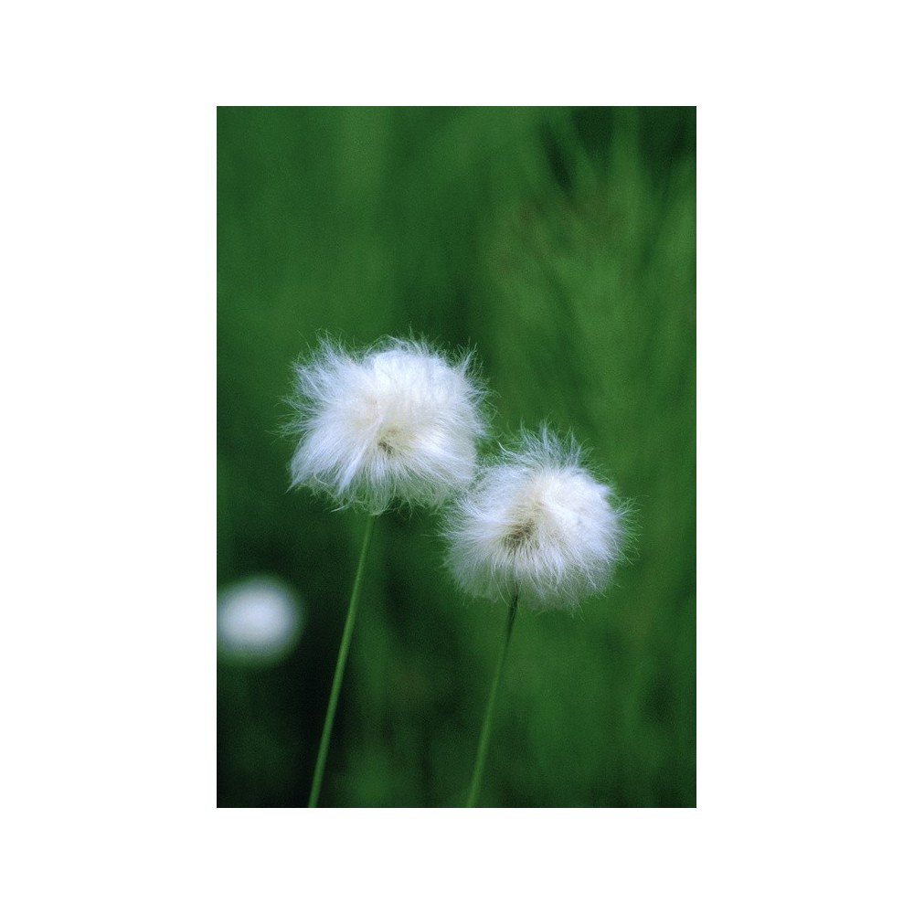 Esencia única de Alaska - Hierba de algodón (Eriophorum sp.) 7,4 ml