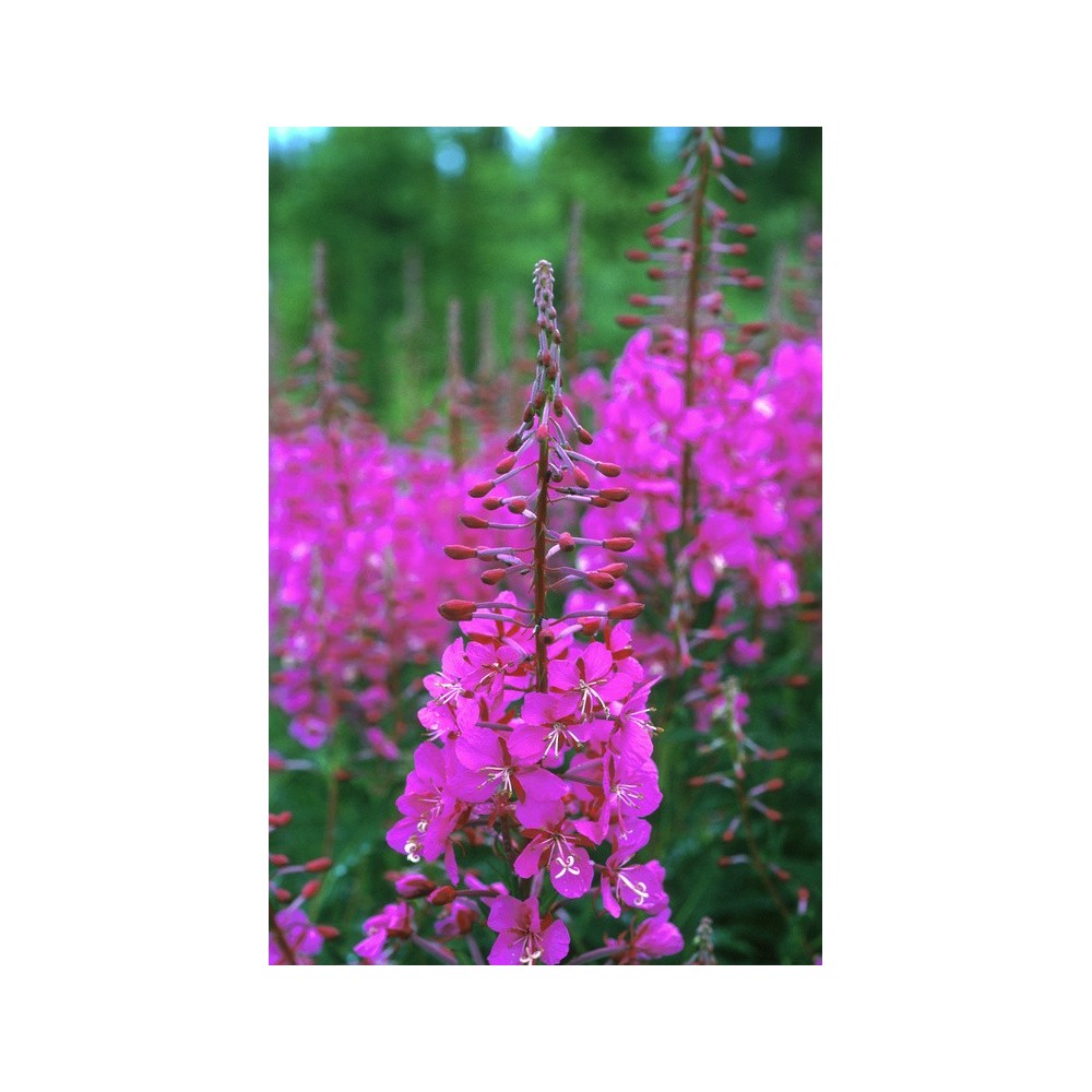 Essenza Singola dell'Alaska - Fireweed (Epilobium angustifolium) 7,4 ml