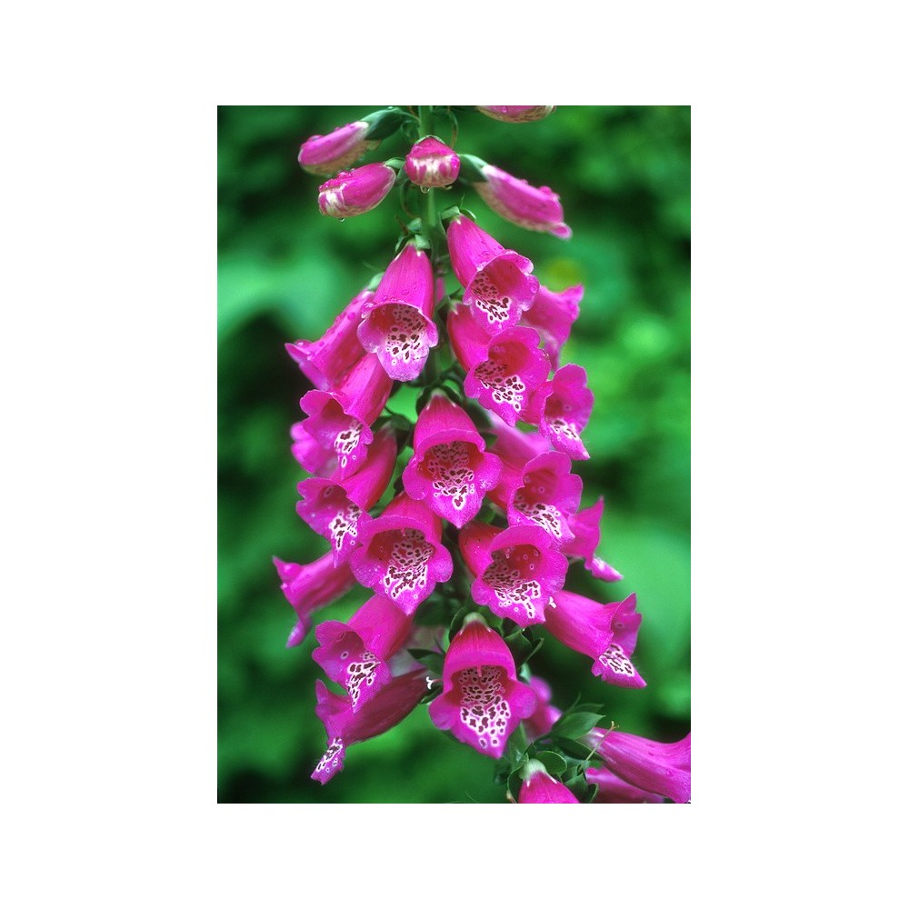 Esencia única de Alaska - Dedalera (Digitalis purpurea) 7,4 ml