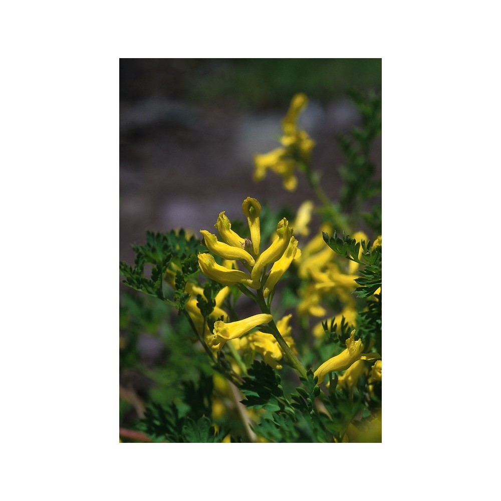 Esencia única Alaska - Corydalis dorado (Corydalis aurea) 7,4 ml