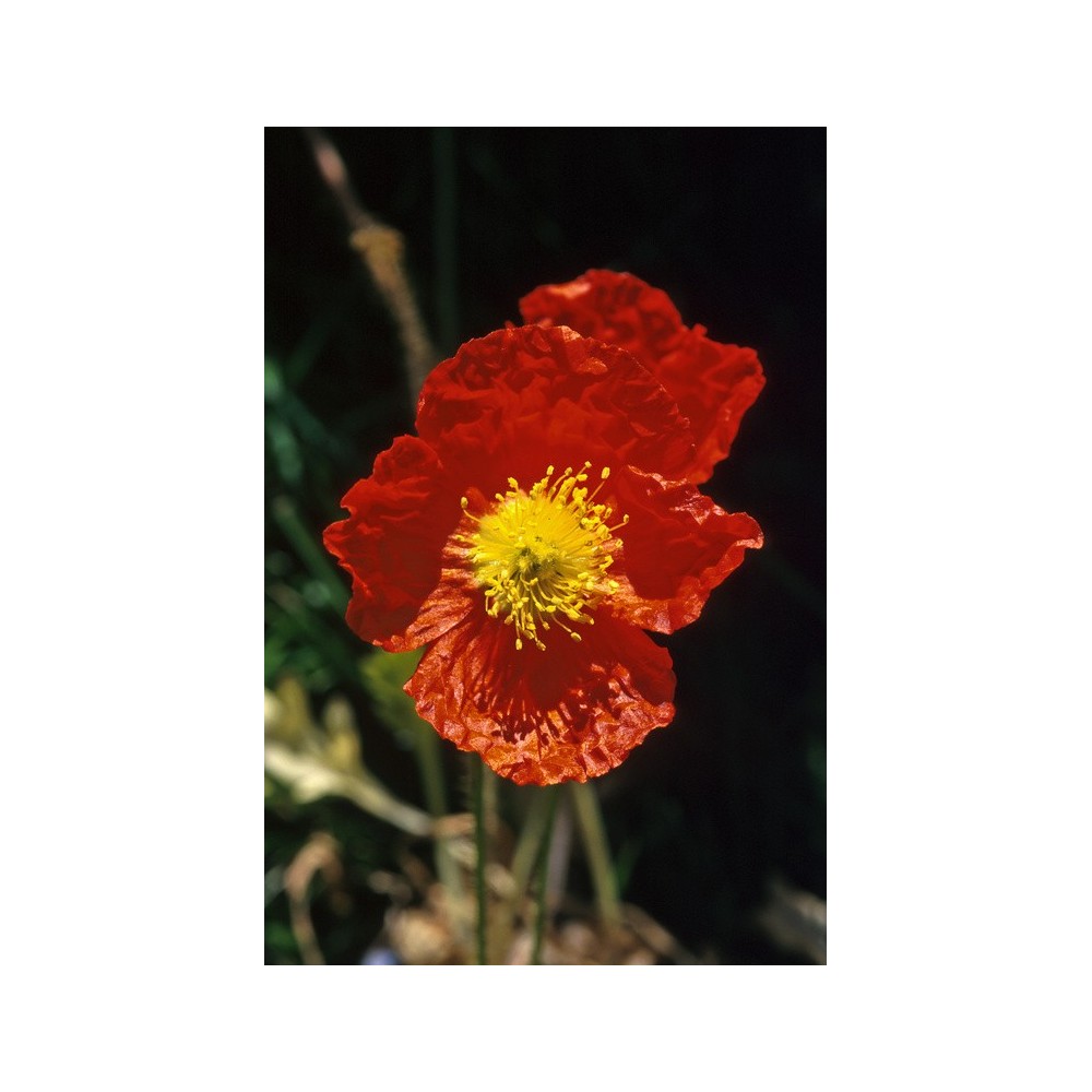 Essenza Singola dell'Alaska - Icelandic Poppy (Papaver icelandica) 7,4 ml