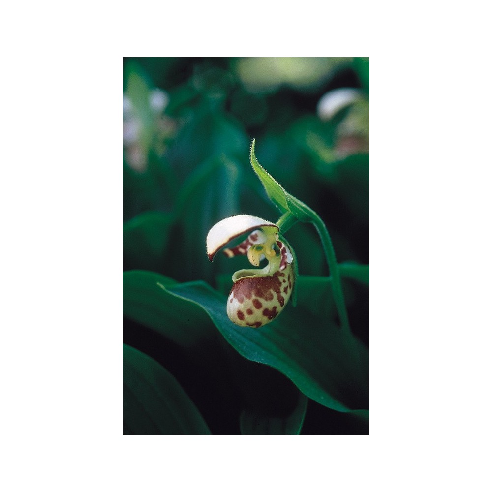 Essenza Singola dell'Alaska - Lady's Slipper (Cyprepedium guttatum) 7,4 ml