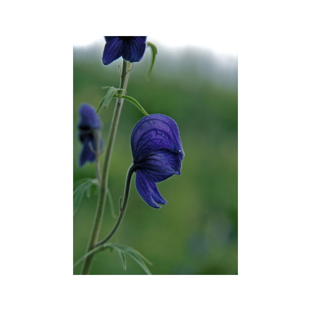 Essence unique d'Alaska - Aconitum delphinifolium (Aconitum delphinifolium) 7,4 ml