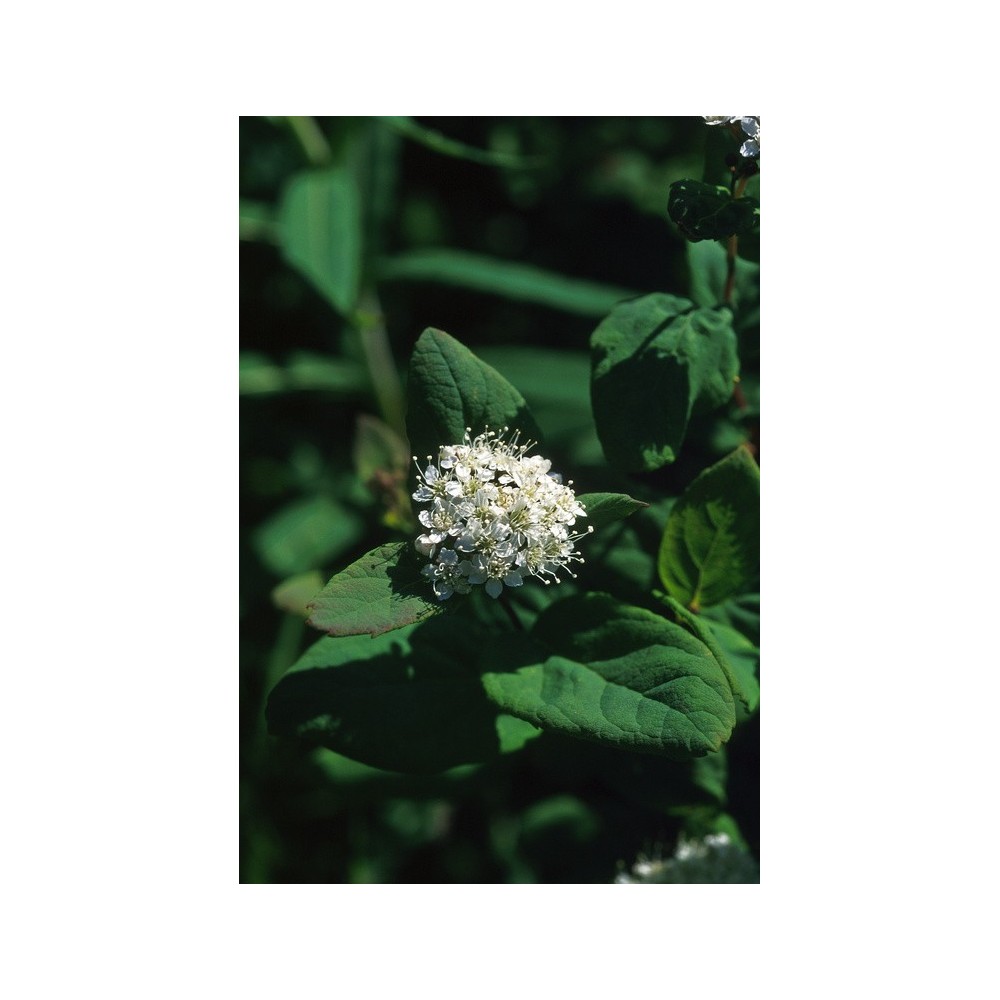 Essenza Singola dell'Alaska - Spiraea (Spiraea beauverdiana) 7,4 ml