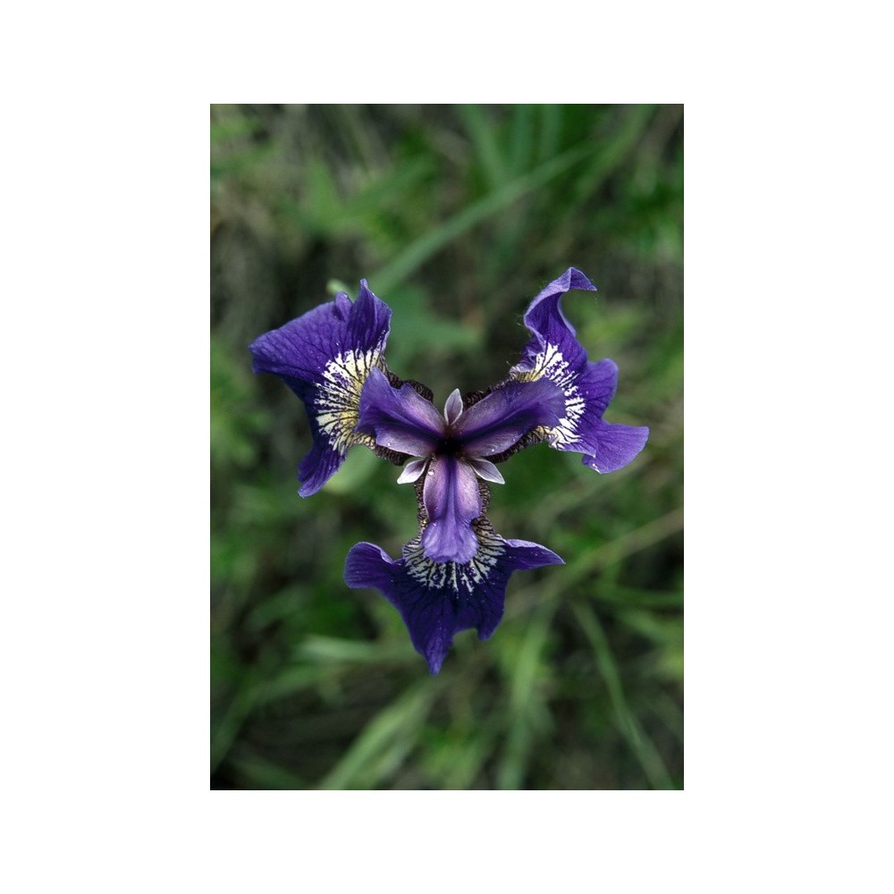 Alaska Single Essence - Wild Iris (Iris setosa) 7.4 ml