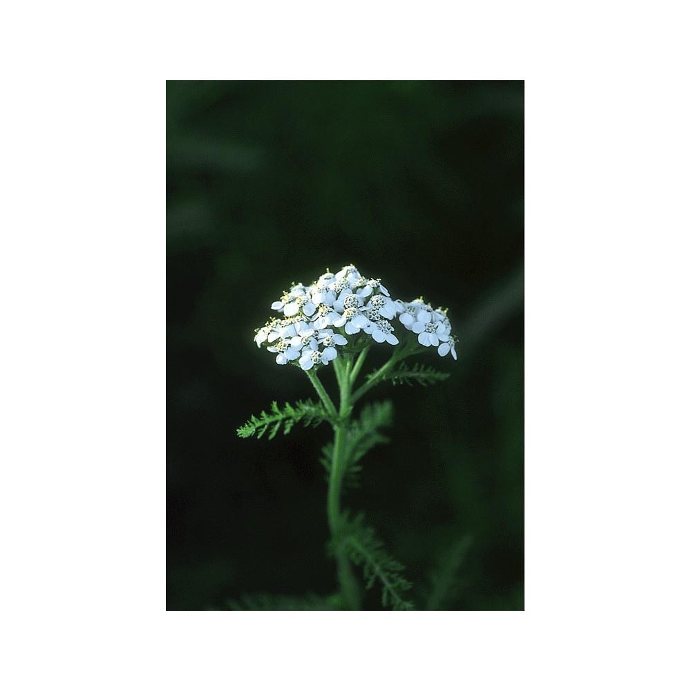 Essenza Singola dell'Alaska - Yarrow (Achillea borealis) 7,4 ml