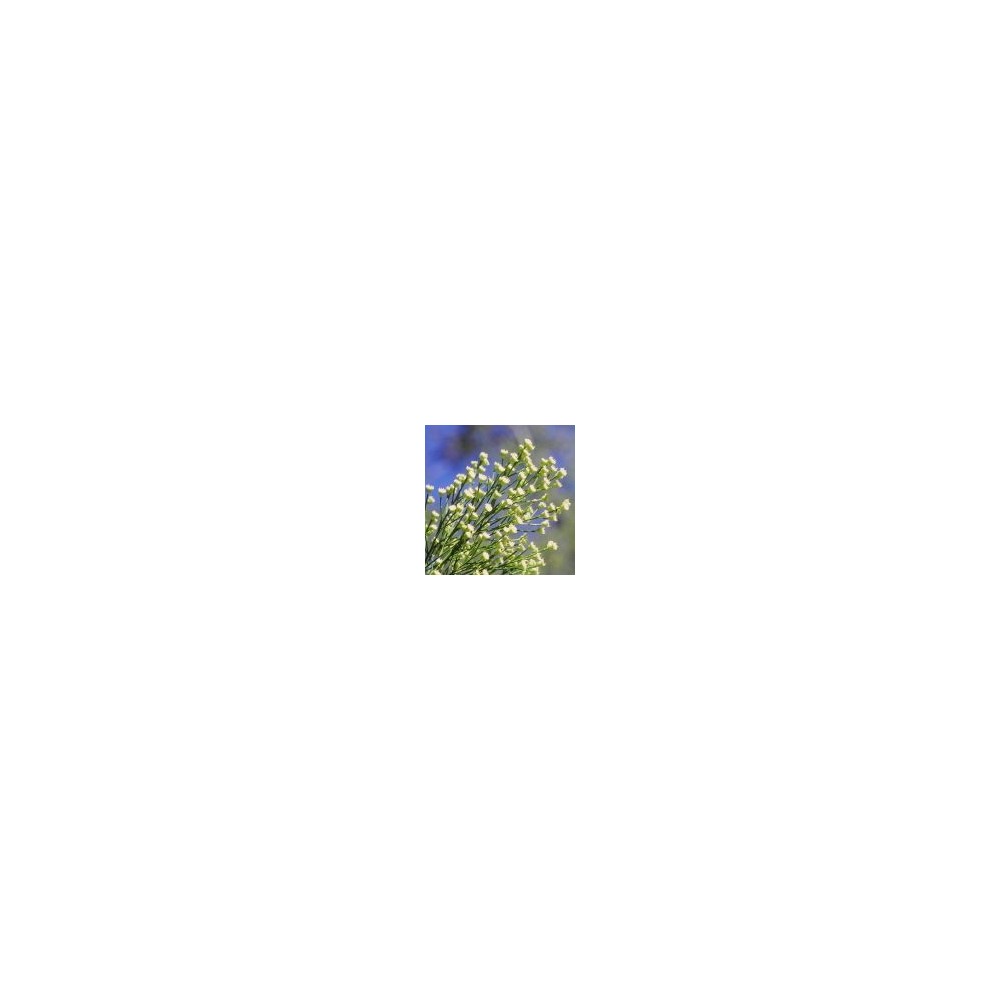 Arizona Desert Single Essence - Desert Broom (Baccharis sarothroides) 10 ml