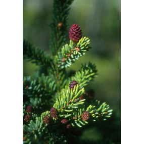 Essence unique d'Alaska - Épinette noire (Picea mariana) 7,4 ml