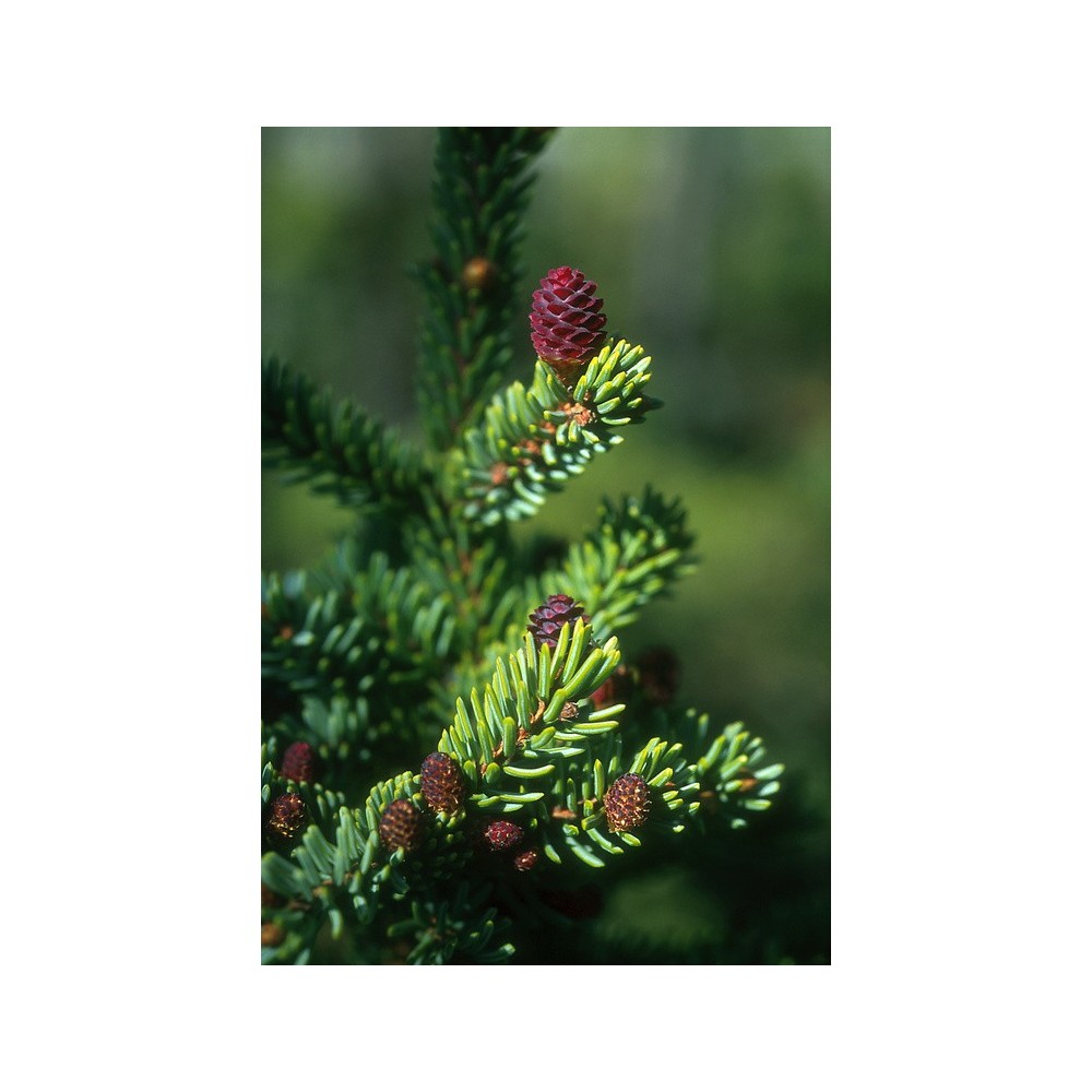 Essence unique d'Alaska - Épinette noire (Picea mariana) 7,4 ml