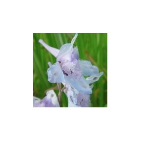 Esencia única del Desierto de Arizona - Larkspur peludo (Delphinium virescens) 10 ml