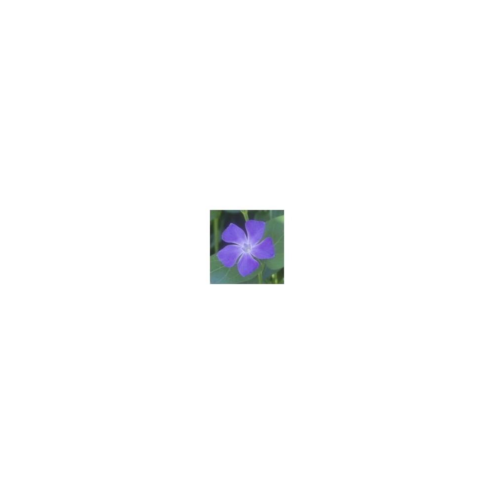 Essenza Singola del Deserto dell'Arizona - Periwinkle (Vinca major) 10 ml