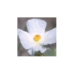 Arizona Desert Single Essence - Prickle Poppy (Argemone platyceras) 10 ml