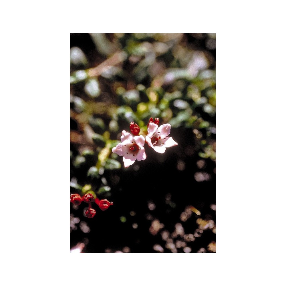 Esencia única de Alaska - Azalea alpina (Loiseleuria procumbens) 7,4 ml