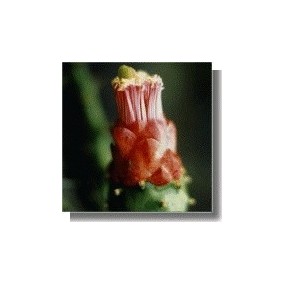 Korte Cactus Essence - Erdende Opuntia 15 ml