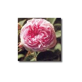 Korte rose essences - Queen Of Denmark Rose (Rosa alba) 15 ml