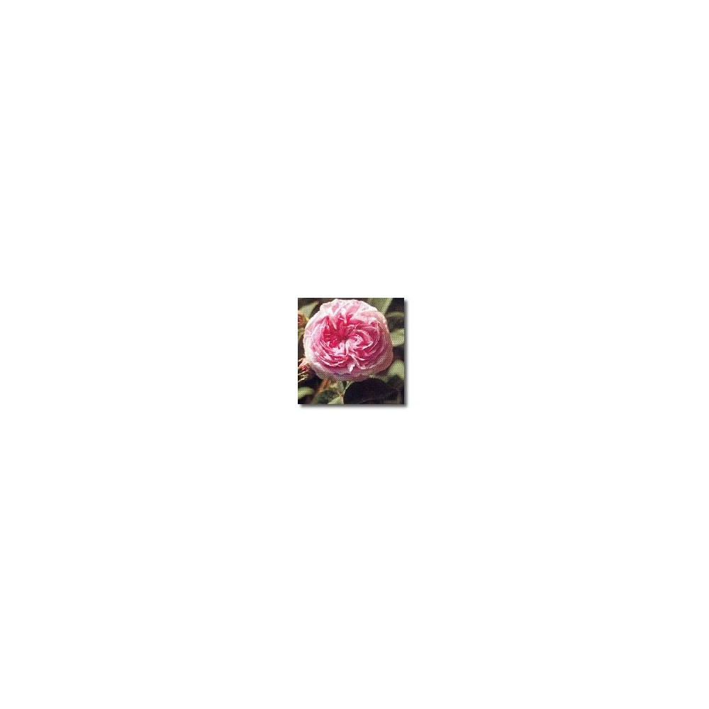 Esencias de rosas Korte - Rosa Reina de Dinamarca (Rosa alba) 15 ml